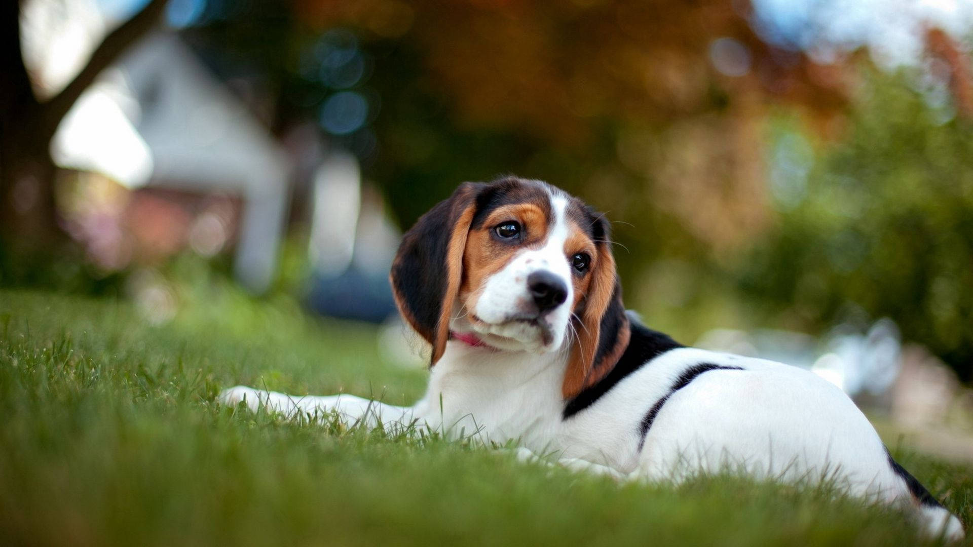 Beagle Hund Wallpaper