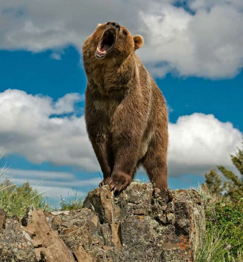 A brown bear standing on rocks roaring at the sky. — Bear Attack Picture