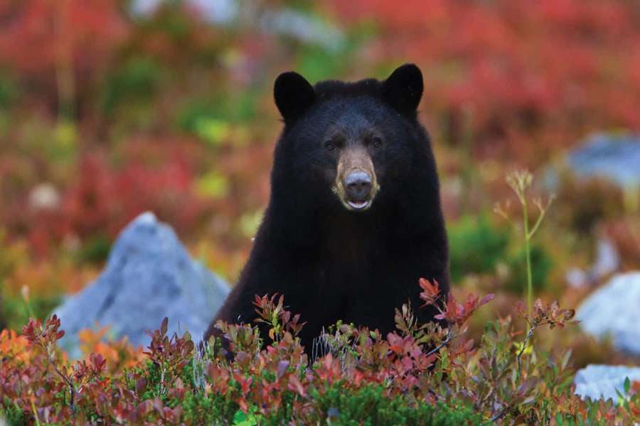 Black bear in autumn forest with red foliage and gray rocks — Bear Picture