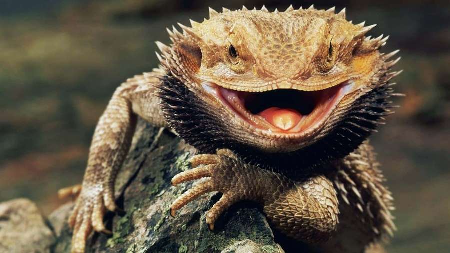 Bearded dragon lizard perched on mossy rock with mouth open. — Bearded dragon Wallpaper