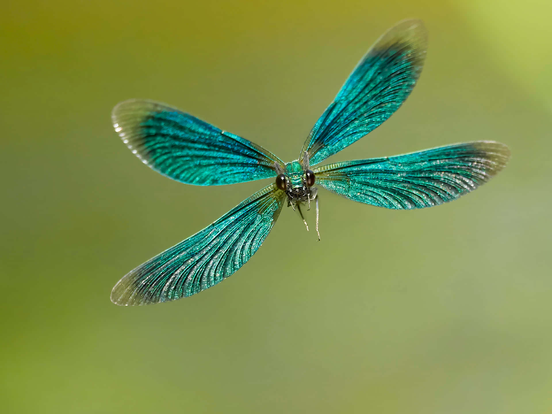 Beau Macro Fond d'écran