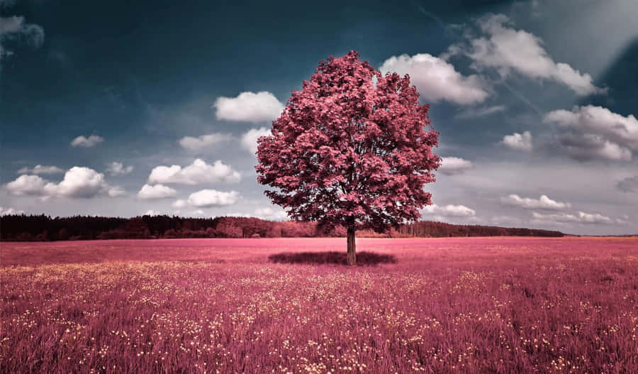 Een enkele roze boom in een roze veld onder een bewolkte lucht. — Beautiful Achtergronden