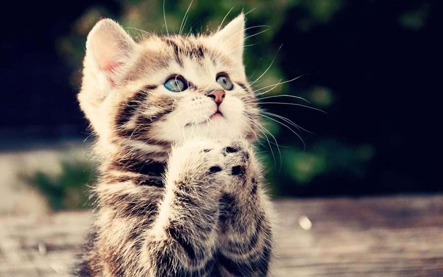 A small tabby kitten with blue eyes looks up with paws raised. — Beautiful Animal Wallpaper