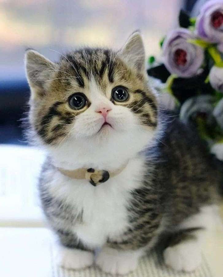 A small tabby kitten with big eyes and a white chest sits beside purple flowers. — Beautiful Cat Picture