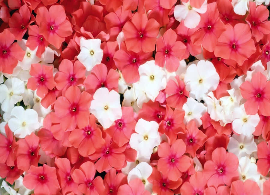 200 Beautiful Flower Backgrounds