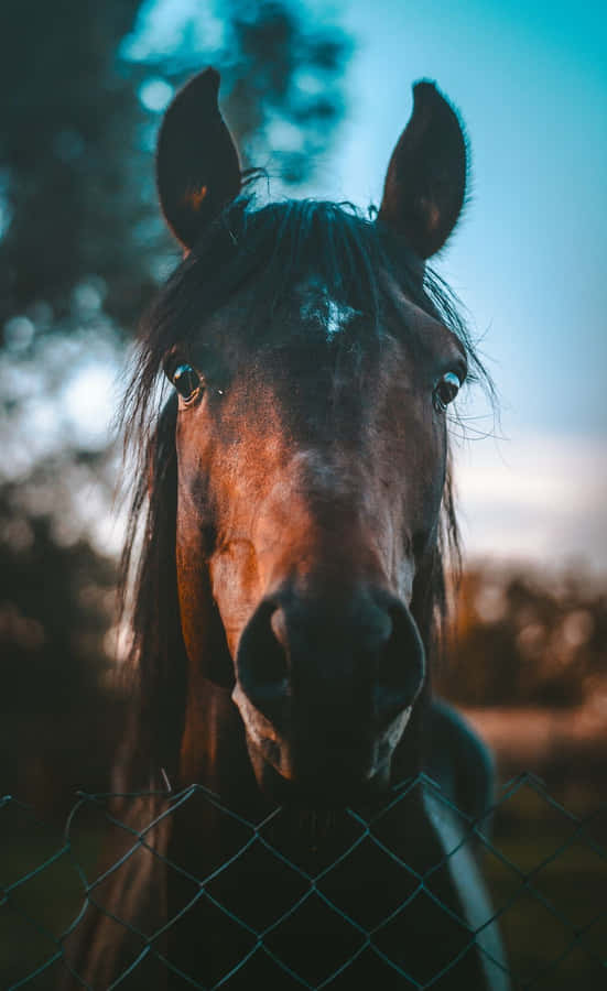 Beautiful Horse Iphone Wallpaper