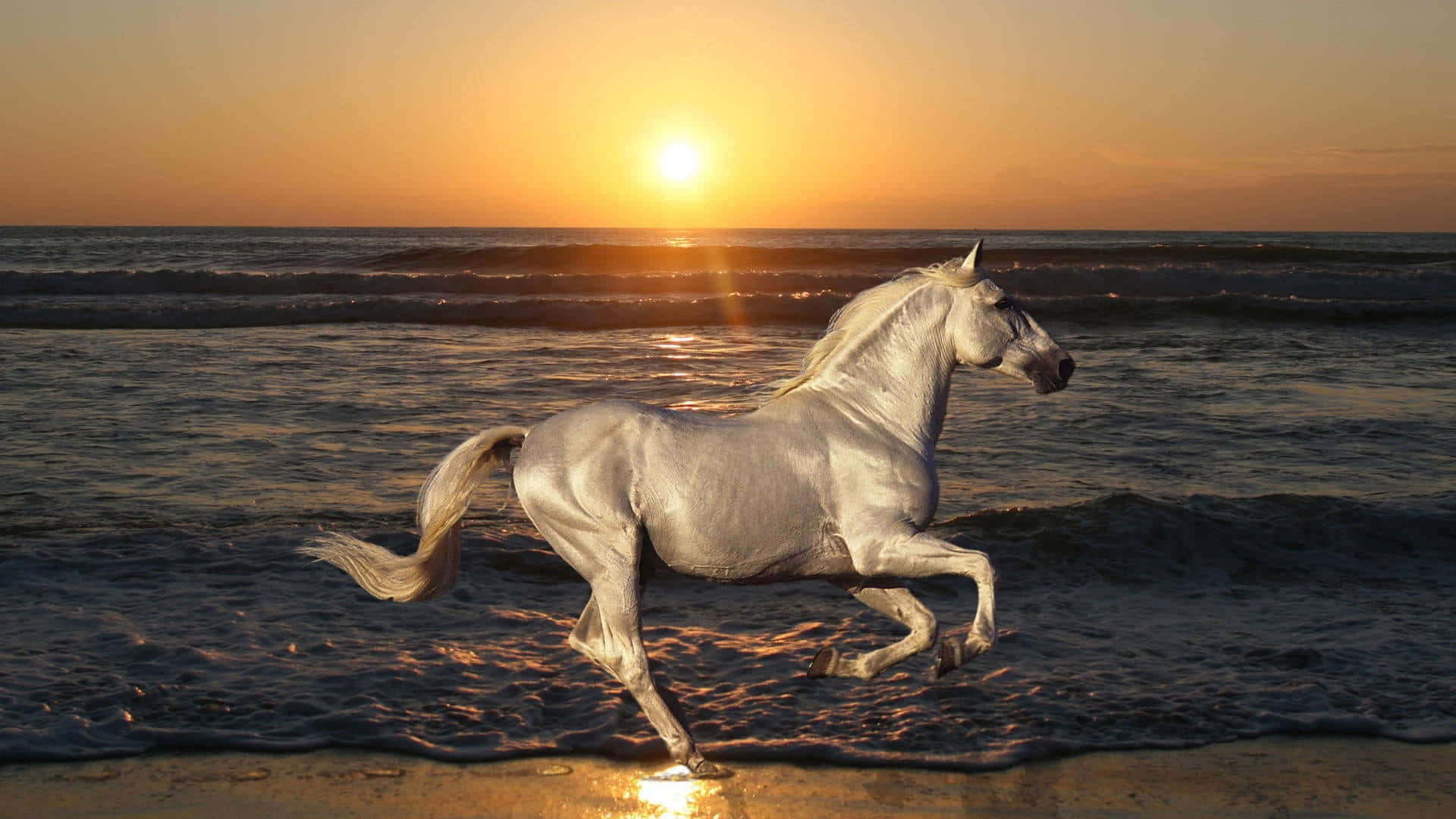 Beautiful Horse Pictures Wallpaper