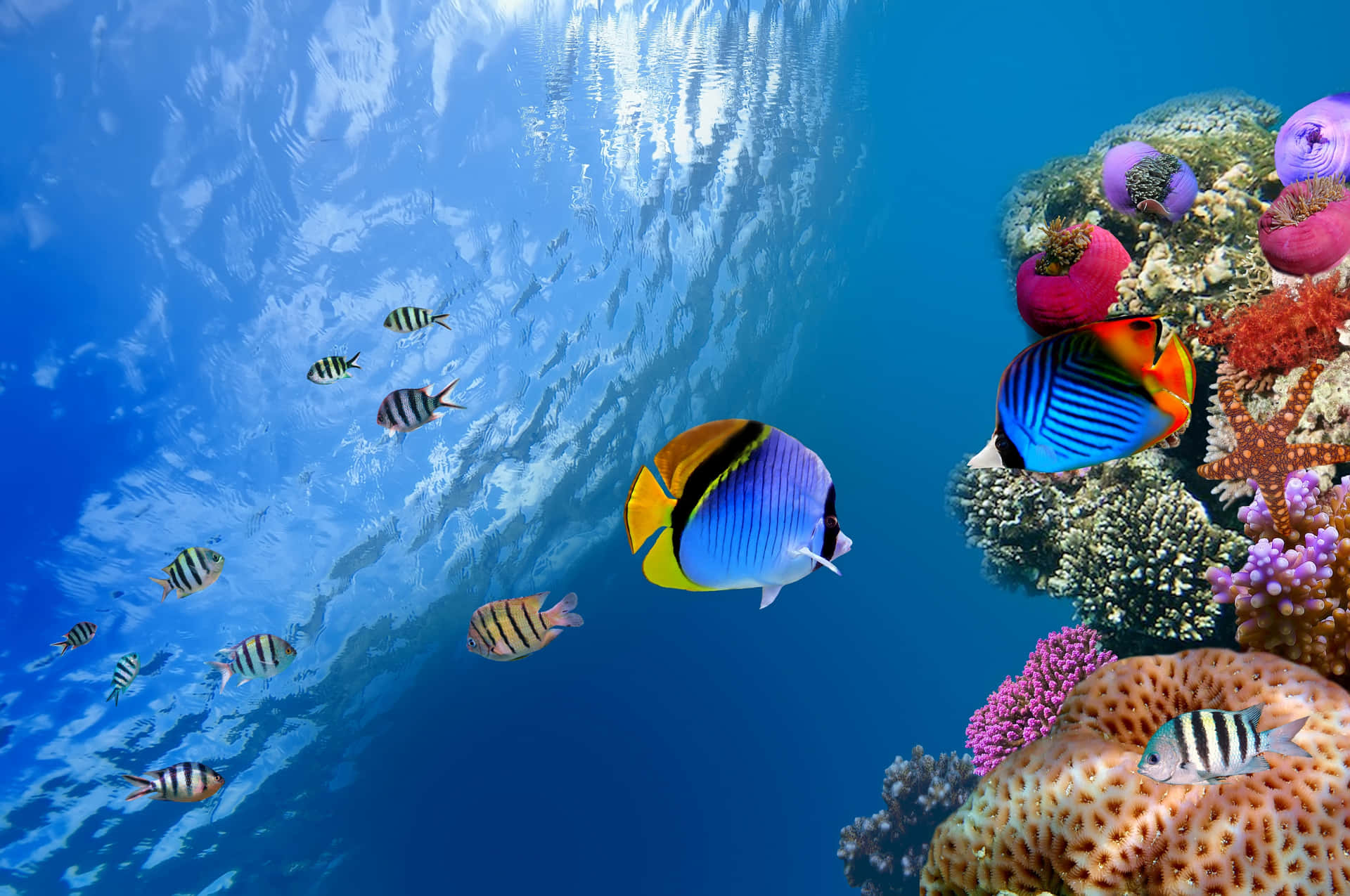 Underwater Background, Ultra Underwater HD wallpaper | Pxfuel
