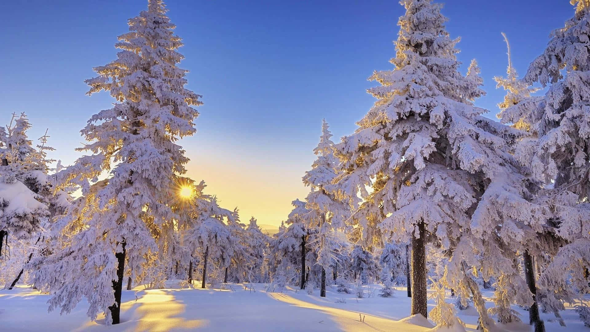 Beautiful Winter Background Wallpaper
