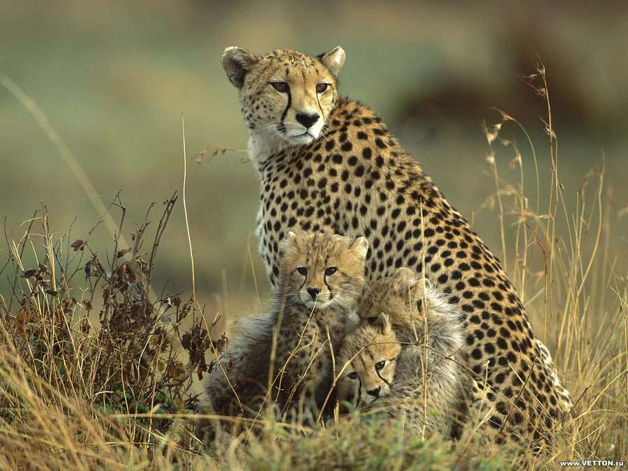 Mãe chita com filhotes na grama alta — Bebê Cheetah Papéis de Parede