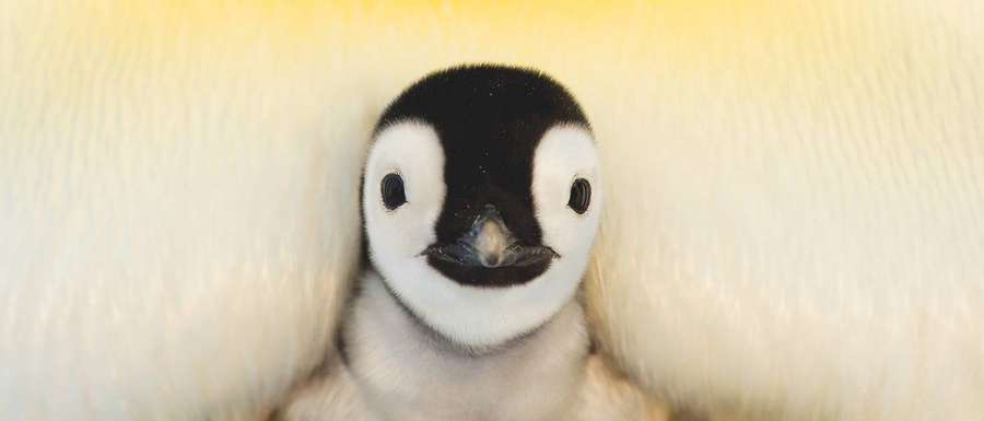 Um filhote de pinguim aninhado sob as penas amarelas de seus pais. — Bebê Pinguim Papéis de Parede