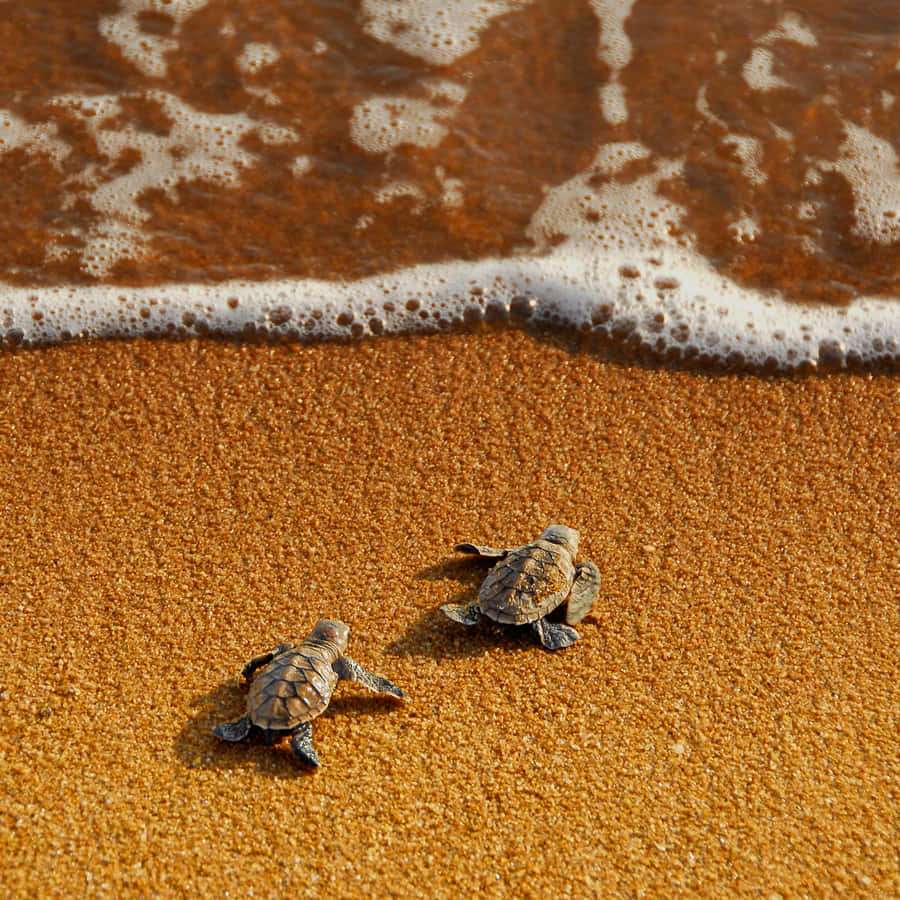 Duas tartarugas bebés rastejando em direção ao oceano na areia dourada. — Bebê tartaruga Papéis de Parede