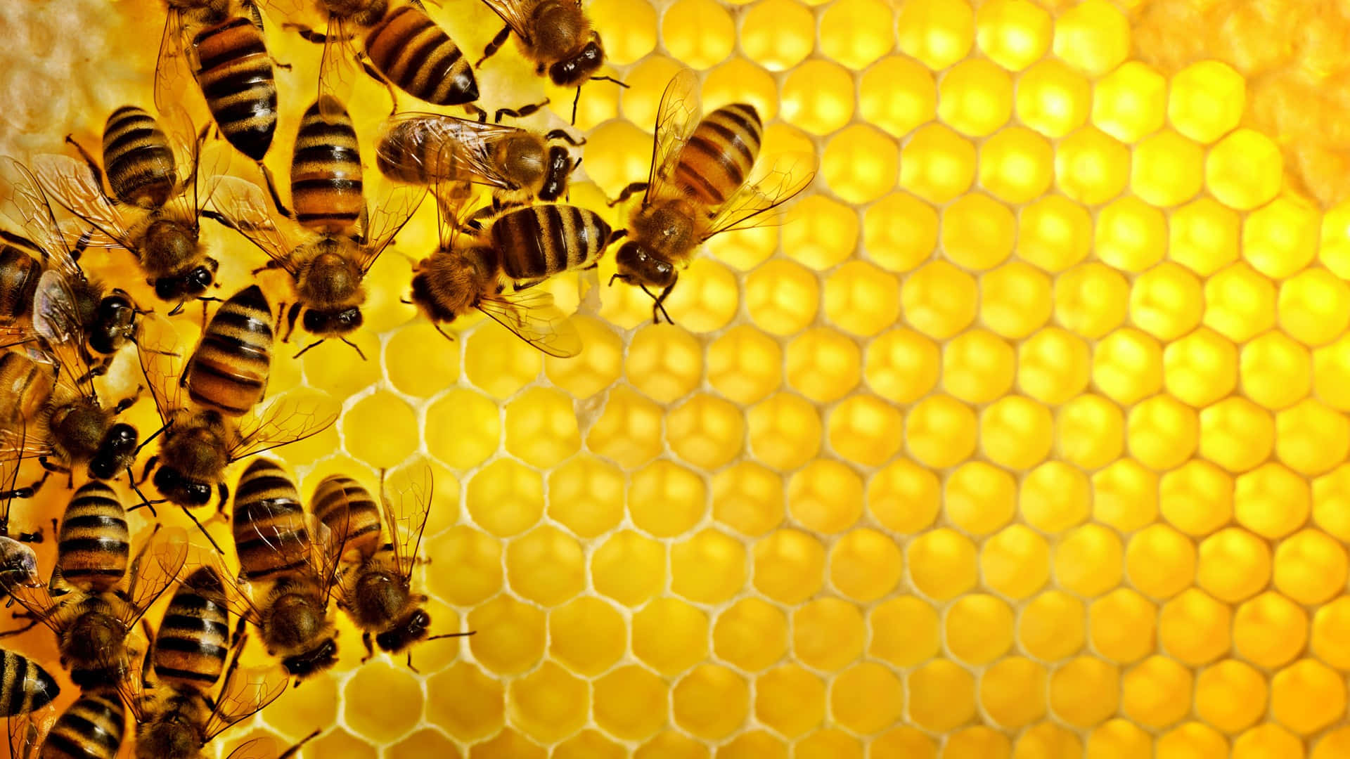 Bee Background Wallpaper