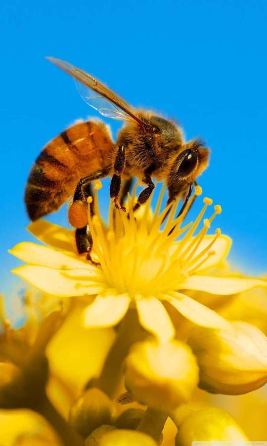 A honeybee on a yellow flower under a clear blue sky. — Bee iPhone Wallpaper