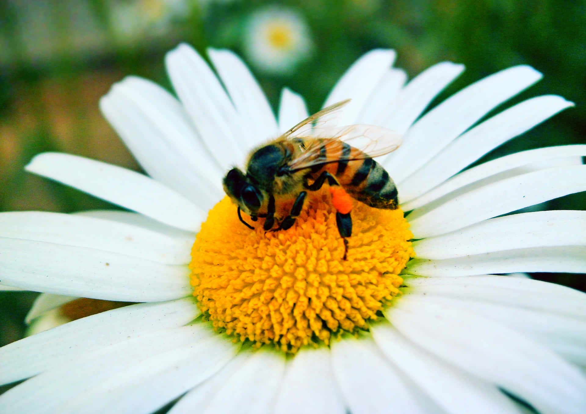 Bee Pictures Wallpaper
