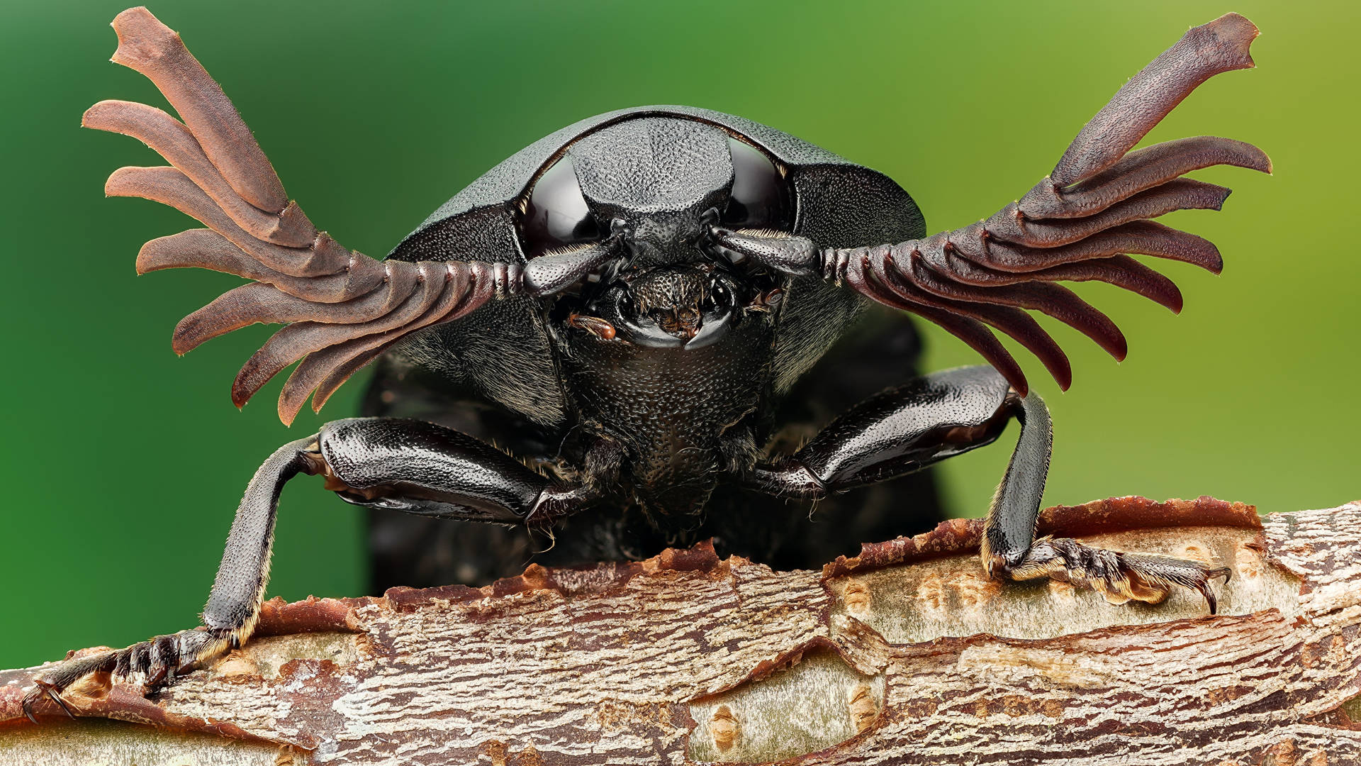 Beetle Background Wallpaper