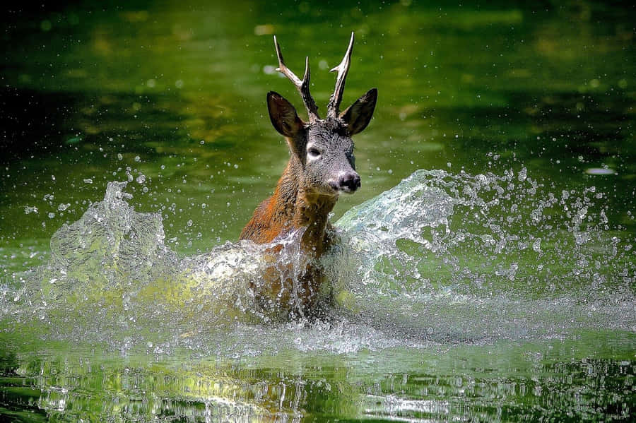 Bel Animal Fond d'écran