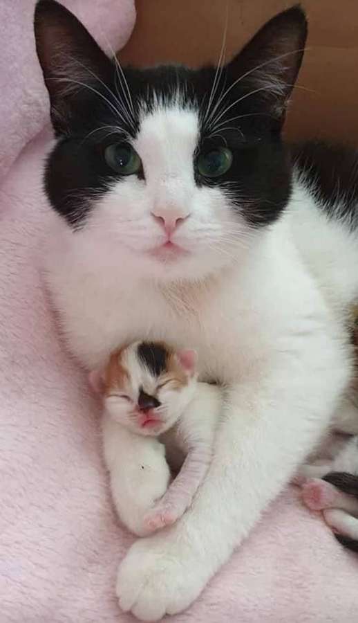 A mother cat cuddles her newborn kitten on a pink blanket. — Beluga Cat Wallpaper
