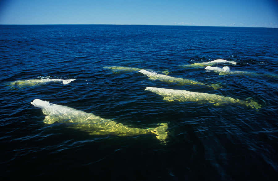 Beluga Walvis Achtergrond