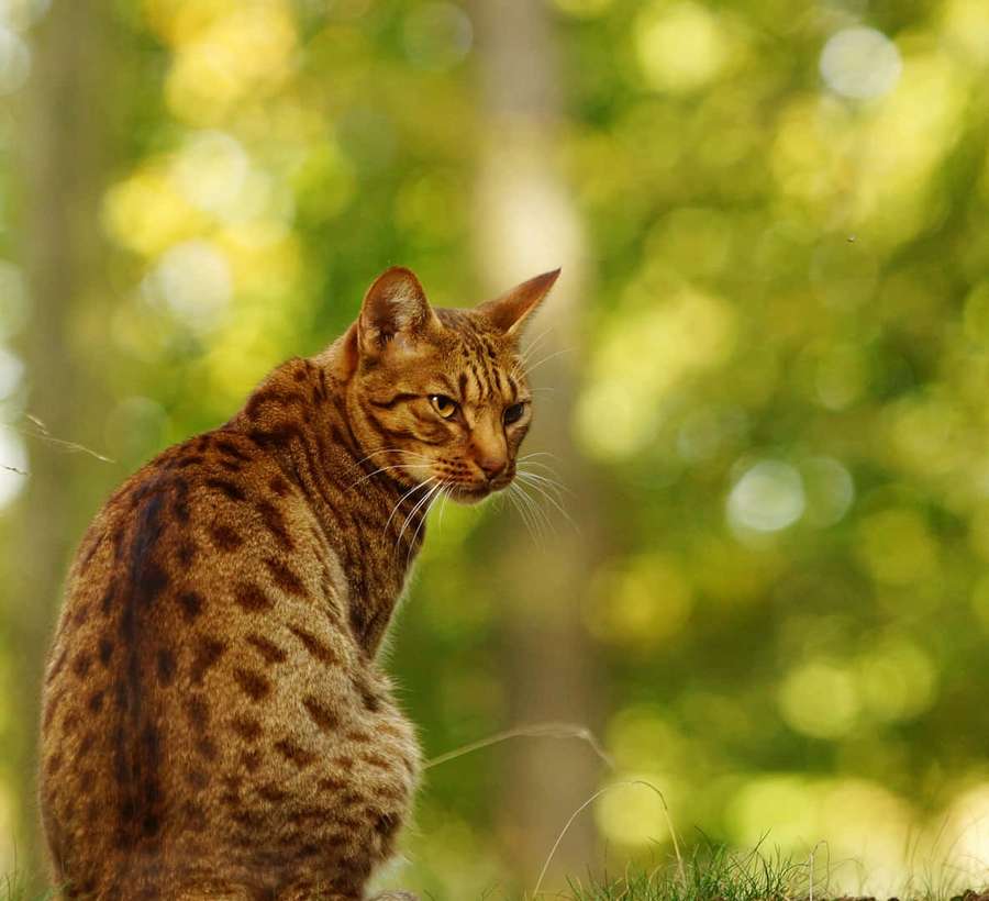 A wildcat with spotted fur sits in grass under sunlight with a blurred green forest background. — Bengal Tiger Background