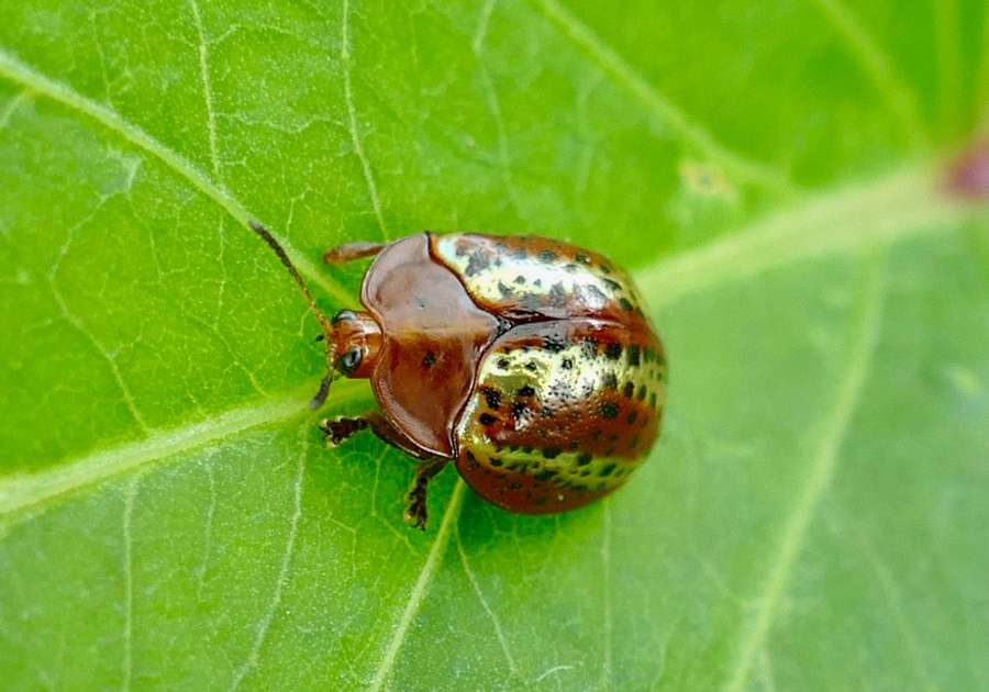 Um besouro manchado em uma folha verde — Besouro Papéis de Parede