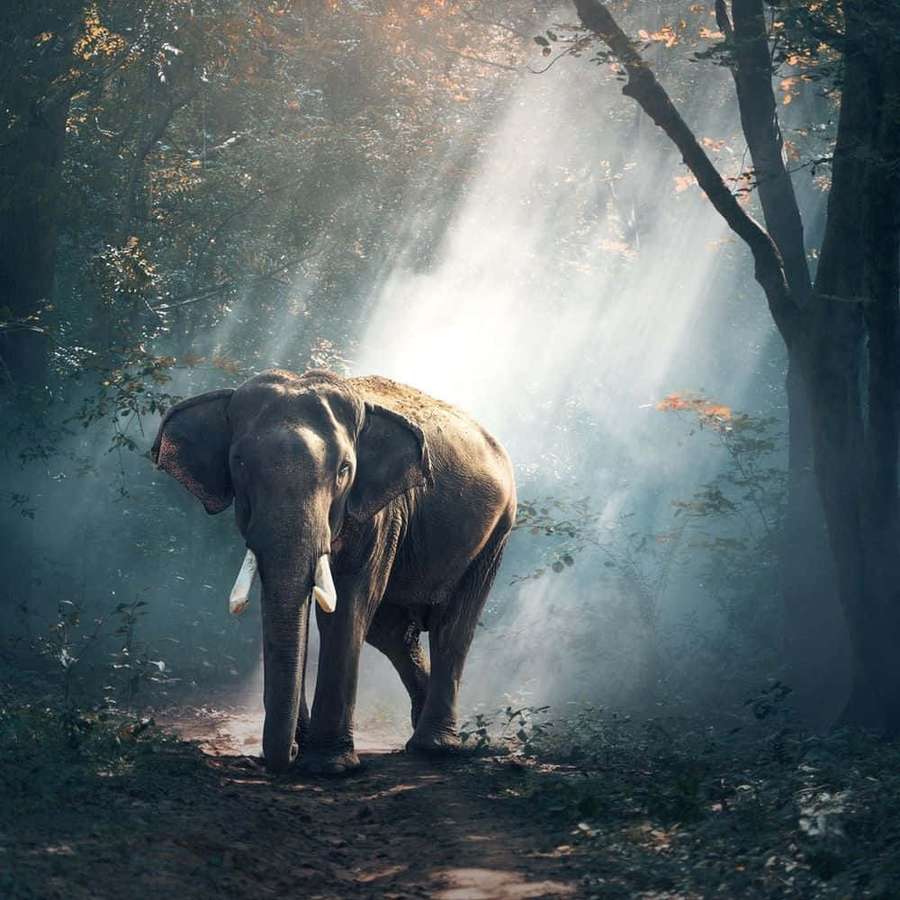 An elephant walking through a sunlit forest with mist and dappled light. — Best Elephant Background