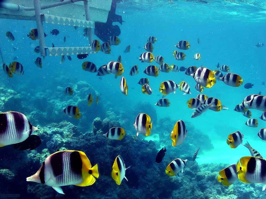 Butterflyfish swim near coral reef under boat — Best Fish Background