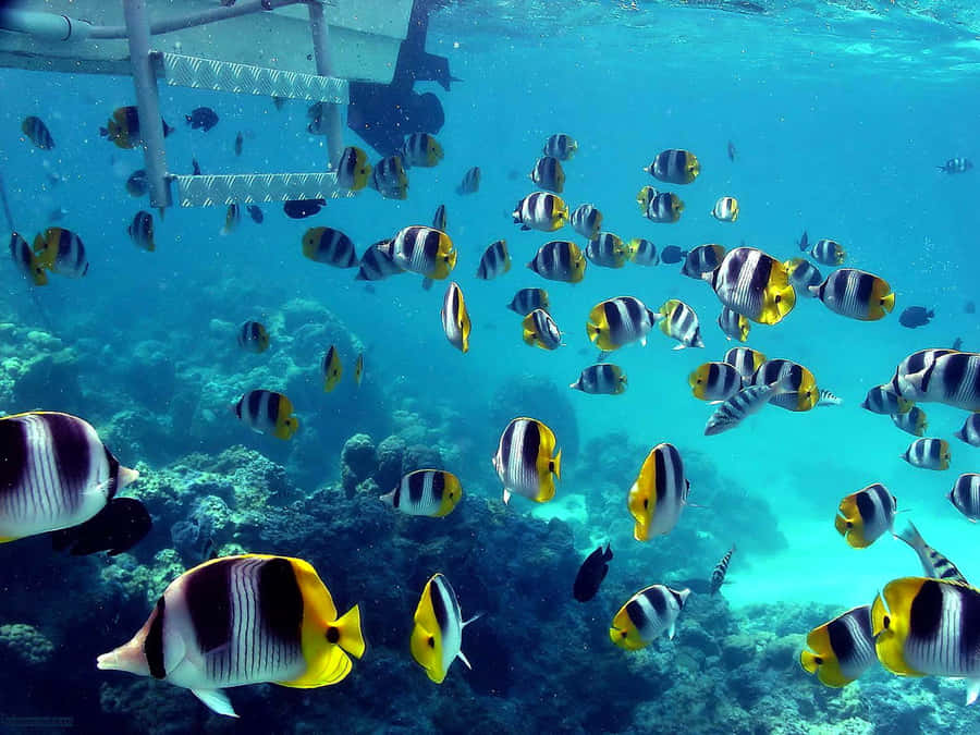 Best Fish Background Wallpaper