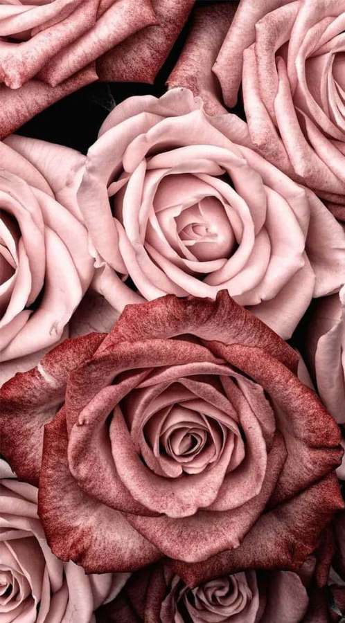 A dense arrangement of pink and burgundy roses with detailed petals. — Best Roses Background