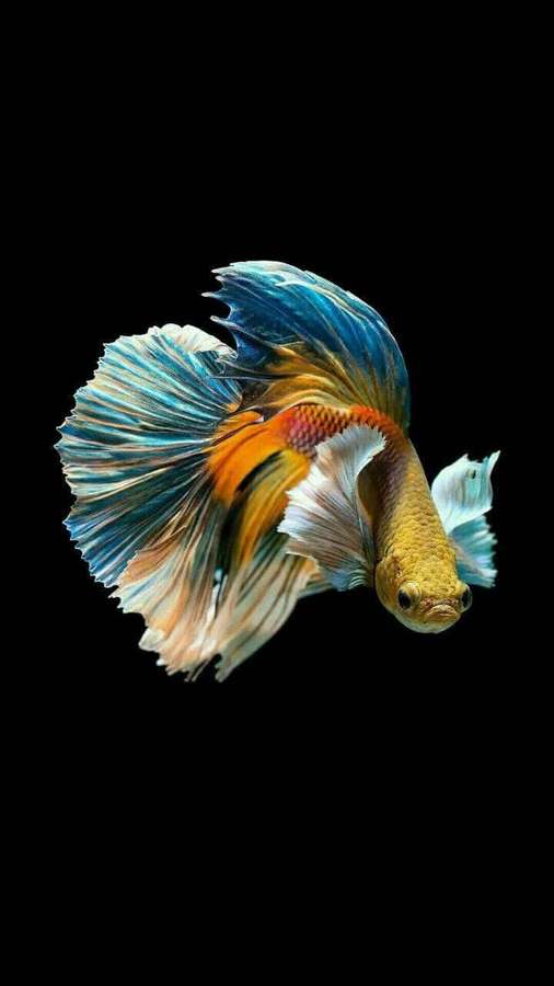 Un pez betta colorido con aletas fluidas nada sobre un fondo negro. — Betta Fondos de pantalla