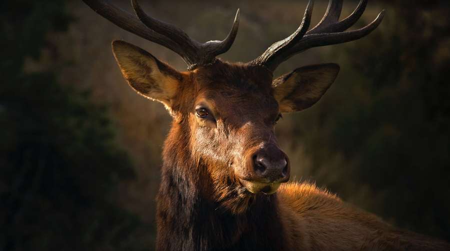Close-up of a majestic elk with large antlers in a forest at golden hour. — Big Buck Wallpaper