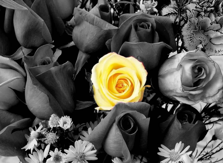 Bilder Von Schwarzen Und Weißen Rosen