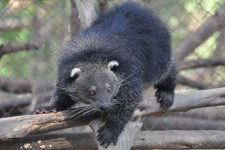 Ein Binturong mit dunklem Fell und weißen Ohrbüscheln, der auf einem Ast sitzt. — Binturong Wallpaper