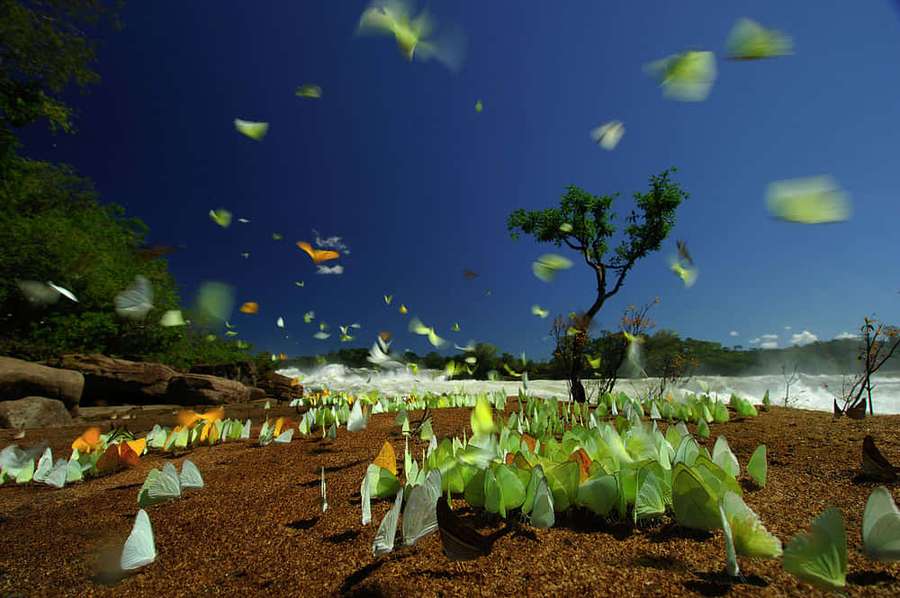 Mariposas revoloteando y descansando cerca de un río caudaloso bajo un cielo azul claro. — Biodiversidad Fondos de pantalla