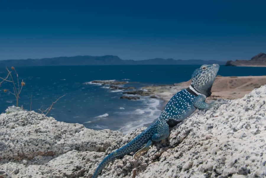 Biodiversité Fond d'écran