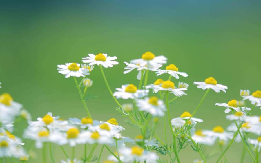 White daisies with yellow centers bloom in a lush green field. — Biodiversity Wallpaper