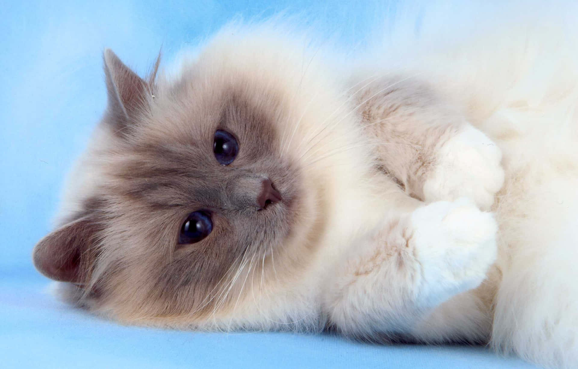 Birman Fond d'écran