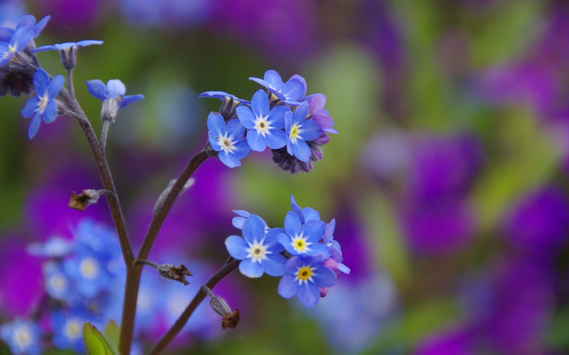 Blå Blomst Skrivebord Bakgrunnsbildet