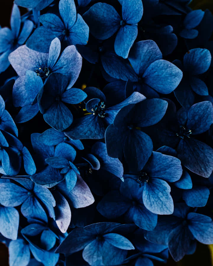 Blå Blomster Telefon Wallpaper