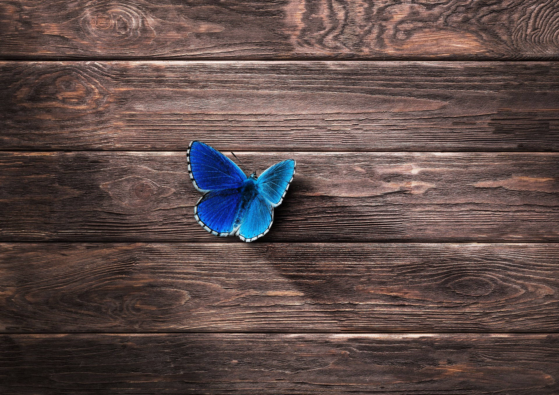 Blå Butterfly Wallpaper