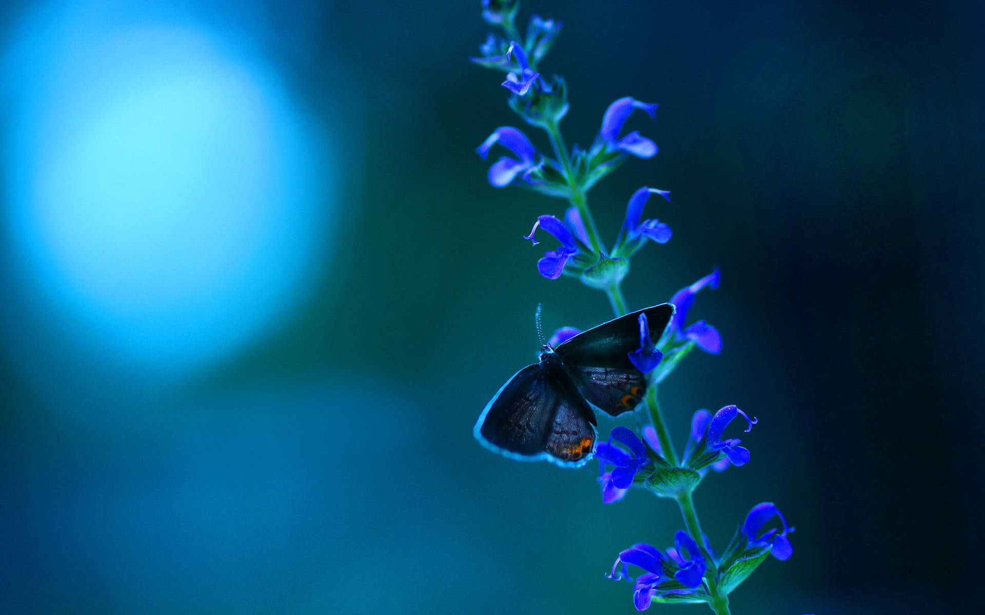 Blå Butterfly Baggrunde