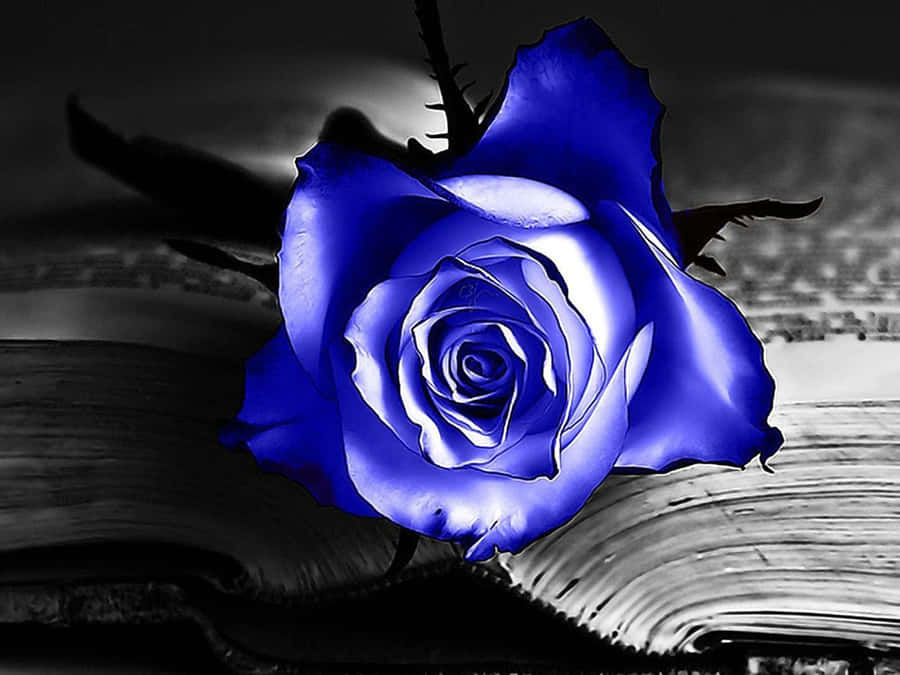 Blå Rose Wallpaper