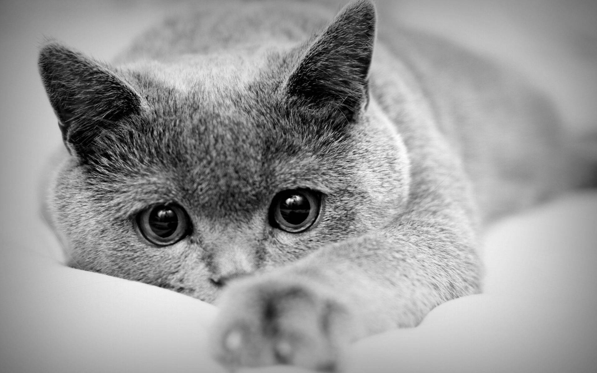 Black And White Cat Background Wallpaper