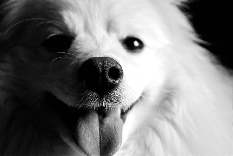 Black And White Dogs Pictures Wallpaper