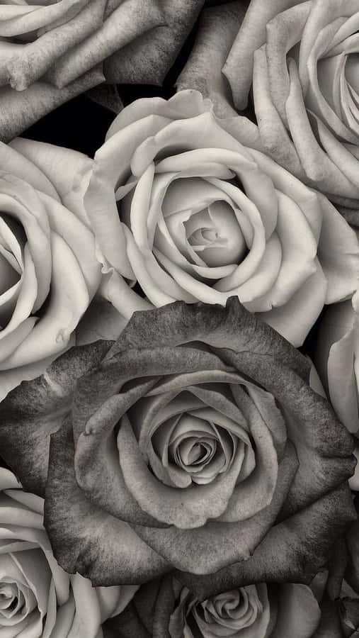Black And White Flower Iphone Wallpaper