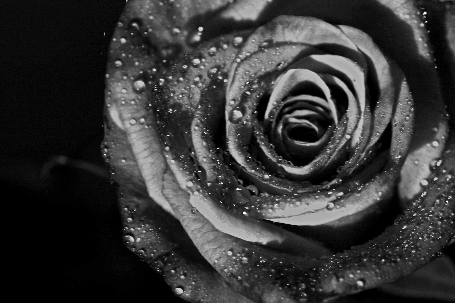 Black And White Rose Background Wallpaper