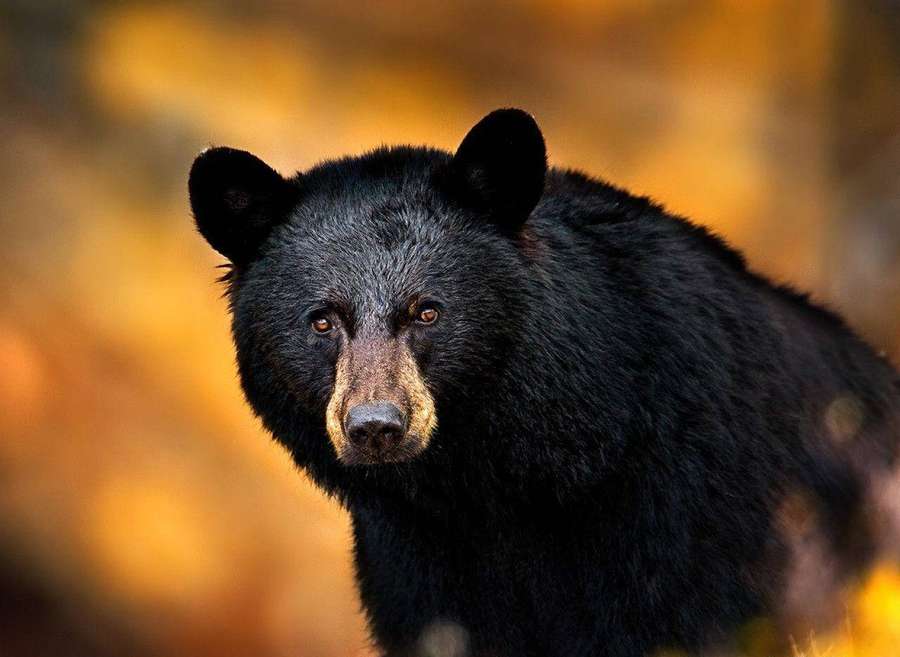 A black bear with amber eyes looks directly at the camera in an autumn forest. — Black Bear Wallpaper
