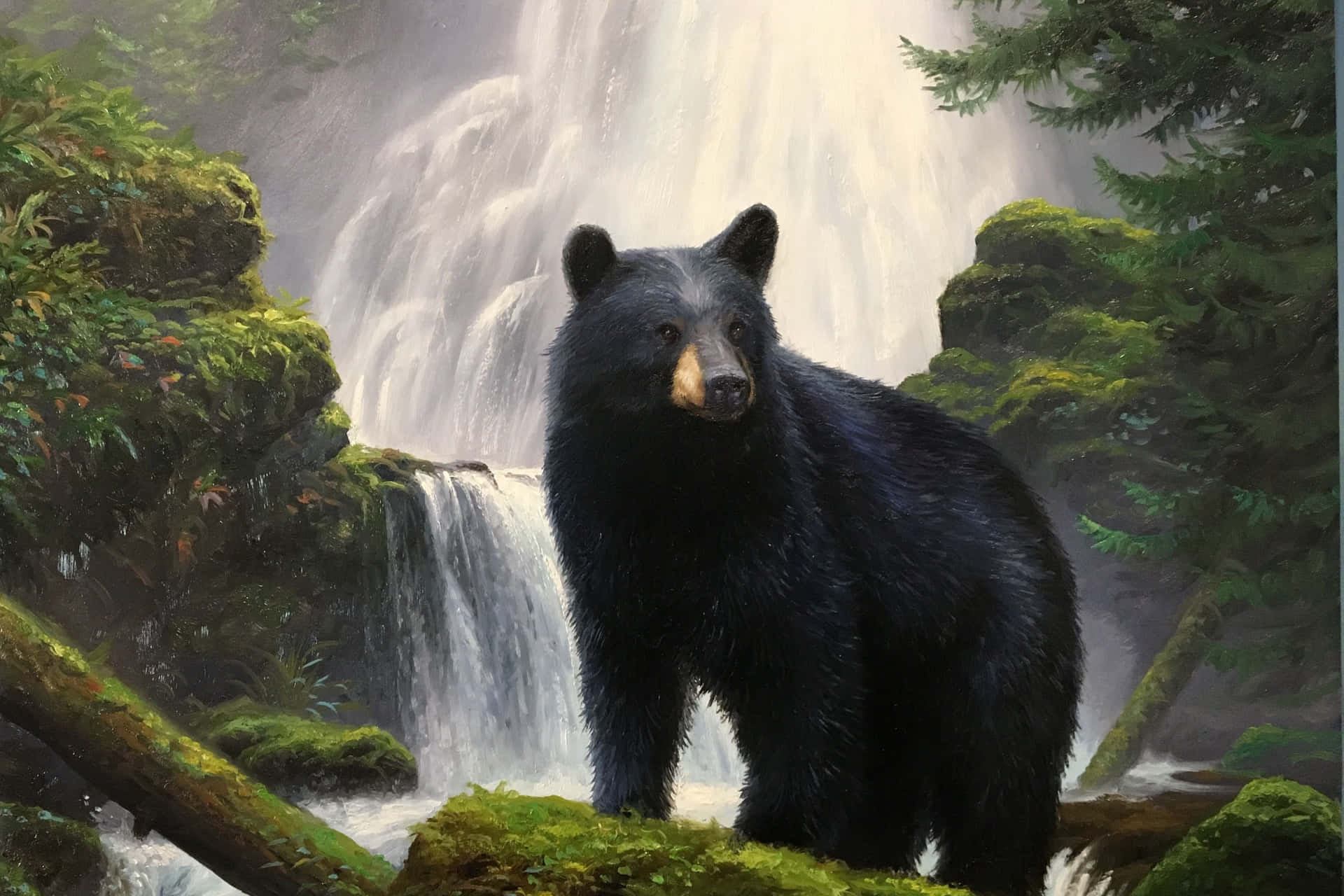 Black Bear Pictures Wallpaper