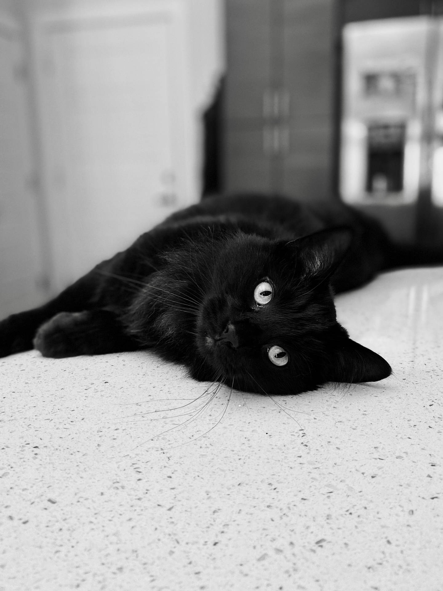 Black Cat Billeder