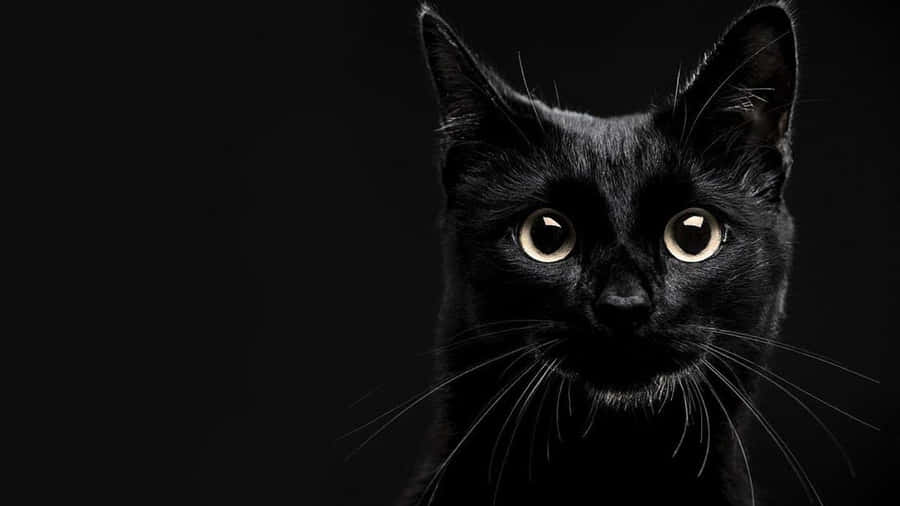 Black Cat Pictures Wallpaper